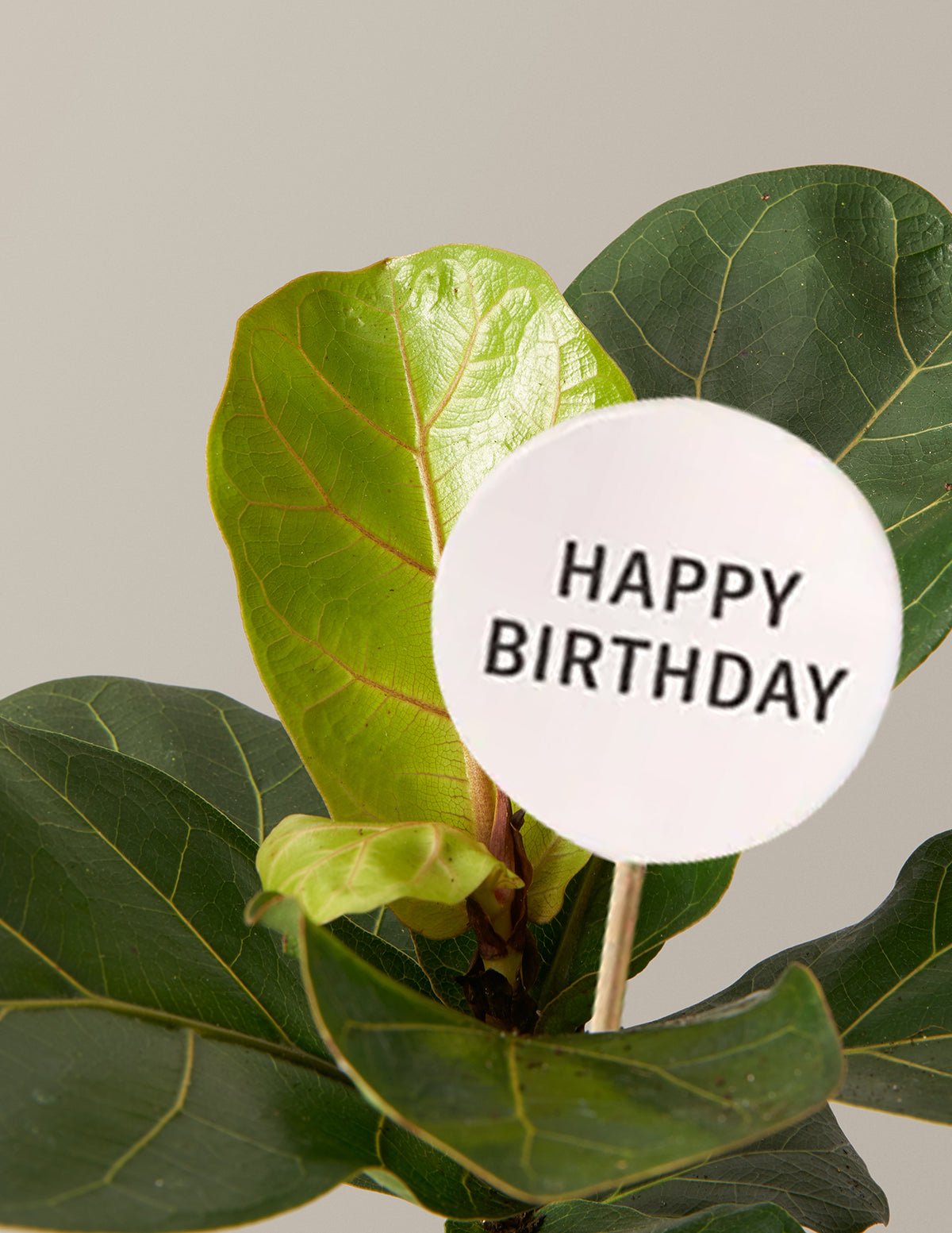 Happy Birthday Fiddle Leaf Fig Bush Hover