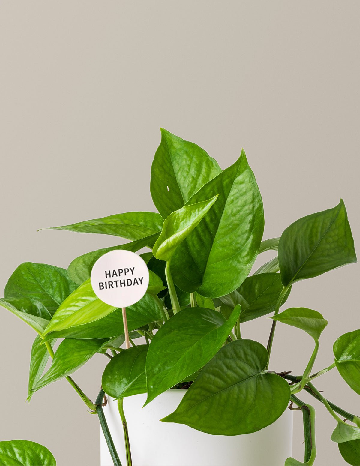 Happy Birthday Jade Pothos Hover