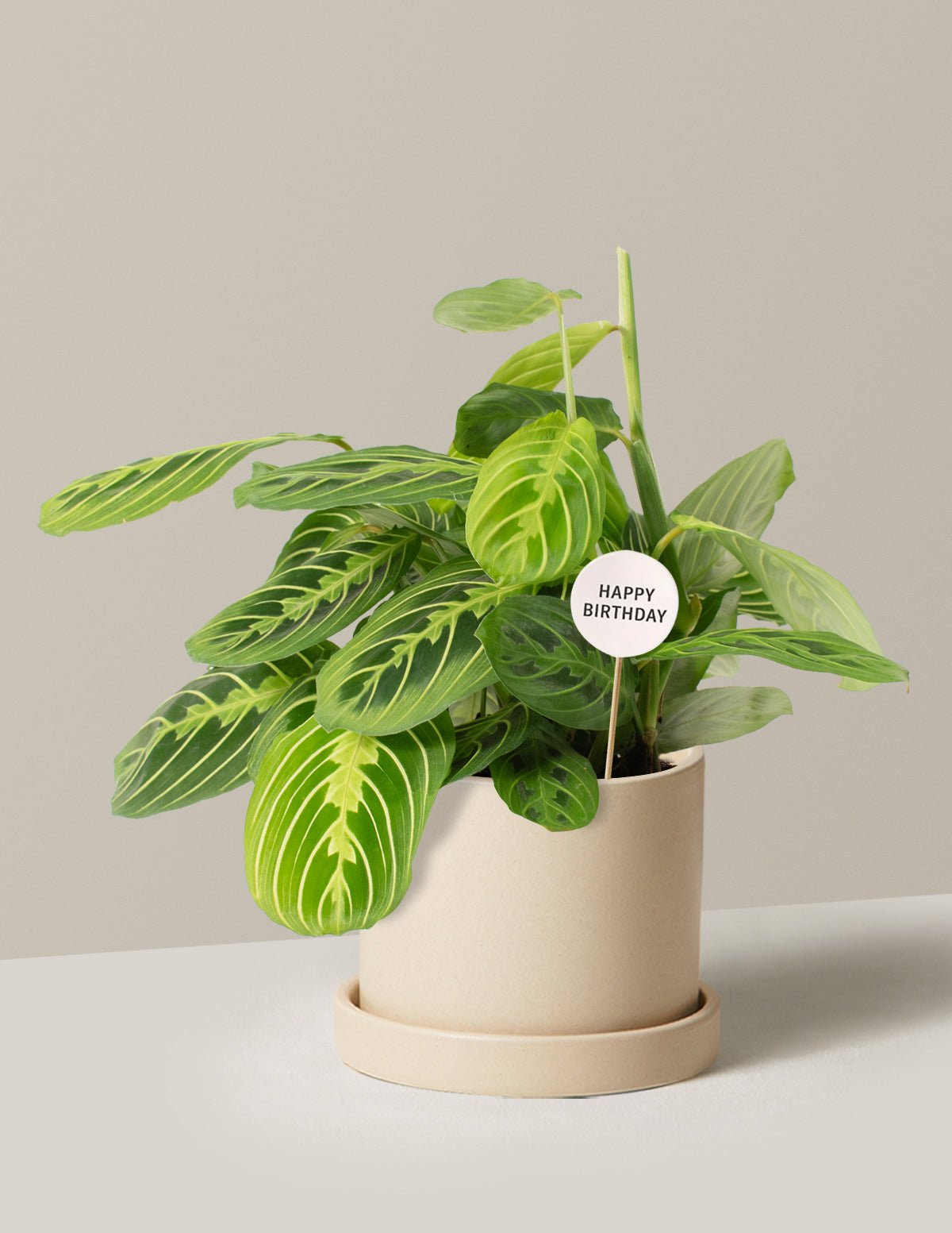 Happy Birthday Lemon Lime Prayer Plant Hover