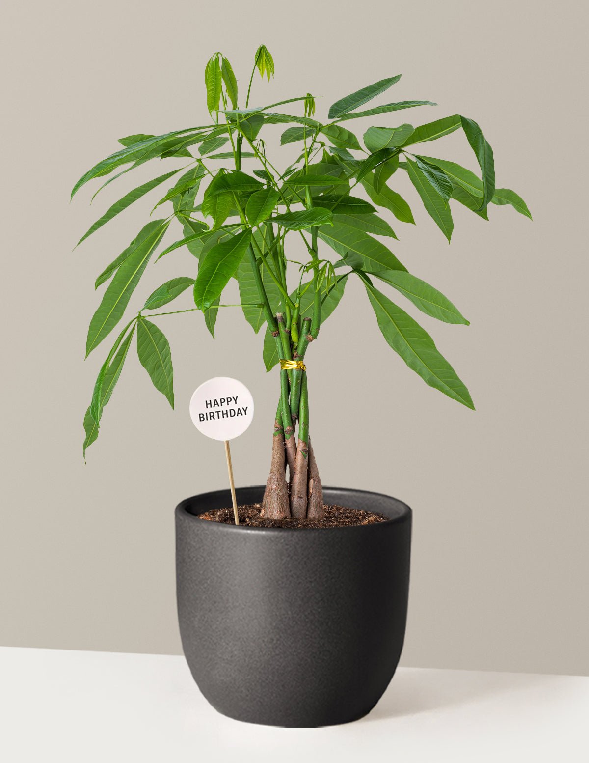 Happy Birthday Money Tree Plant