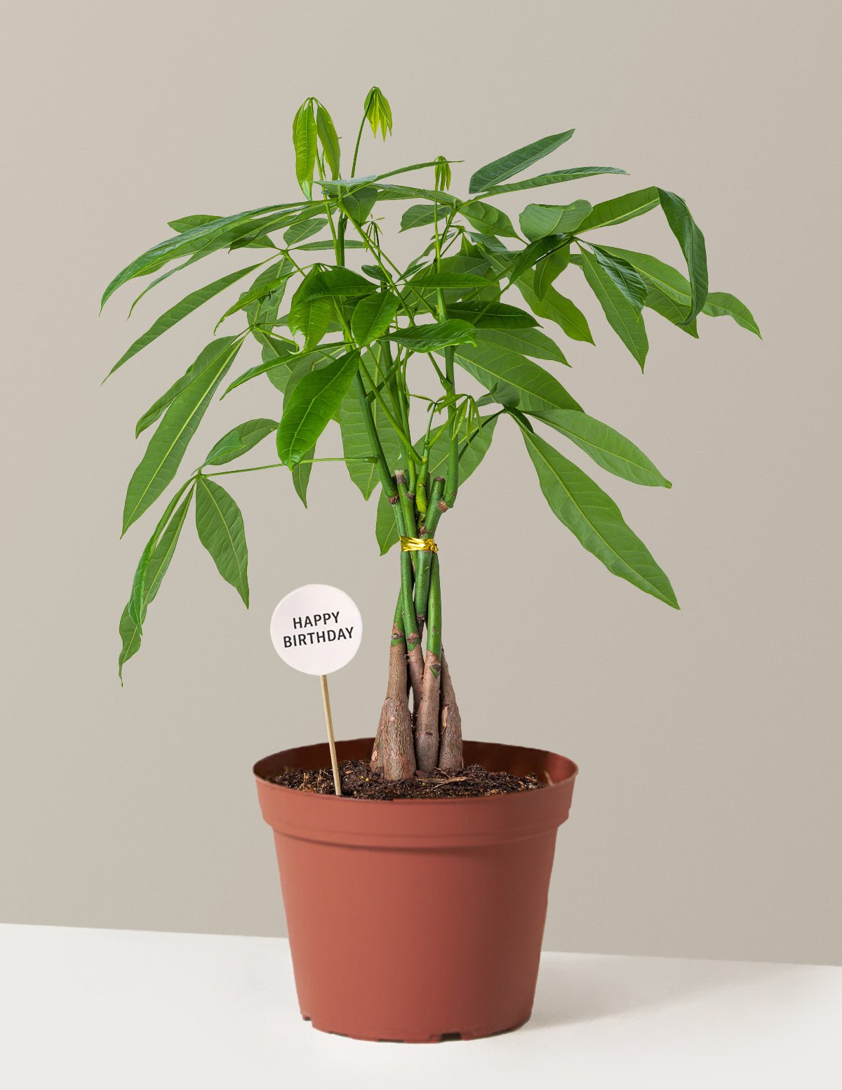 Happy Birthday Money Tree Plant Hover