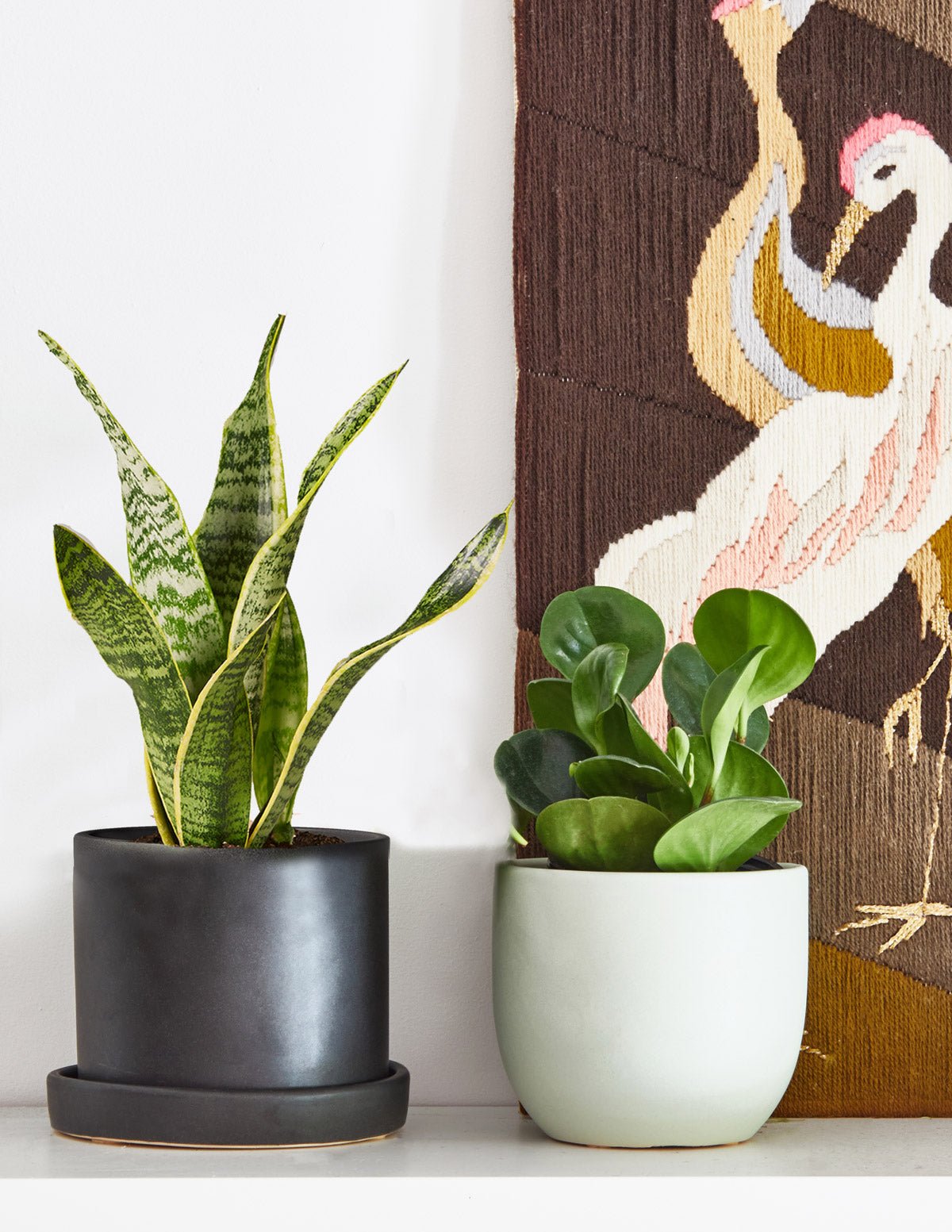 Happy Birthday Peperomia Green Hover
