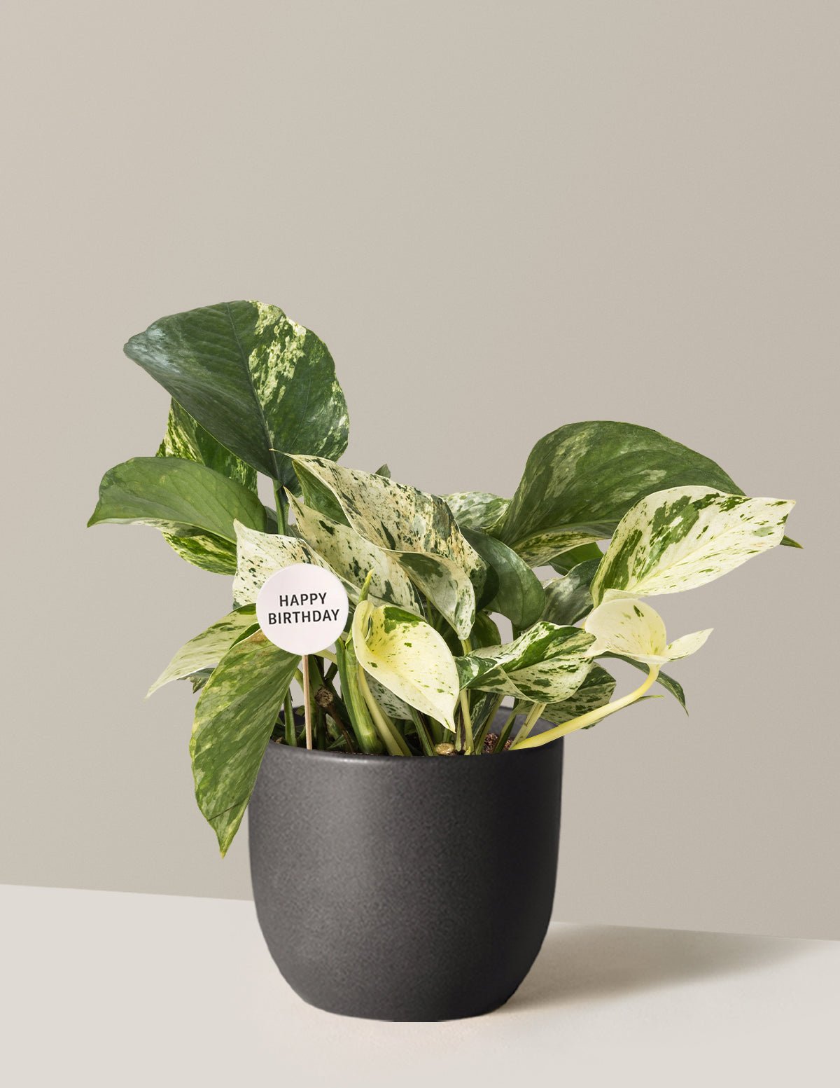 Happy Birthday Pothos Marble Queen Hover