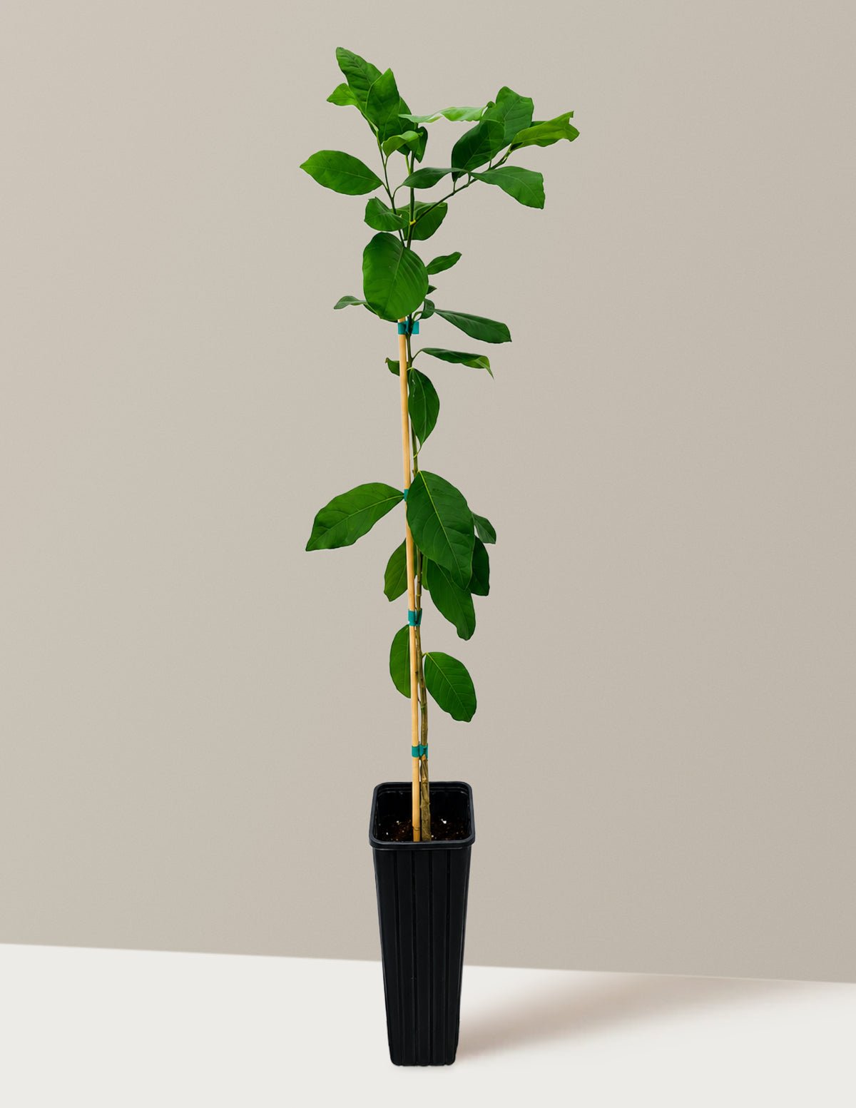 Harvey Lemon Tree Hover