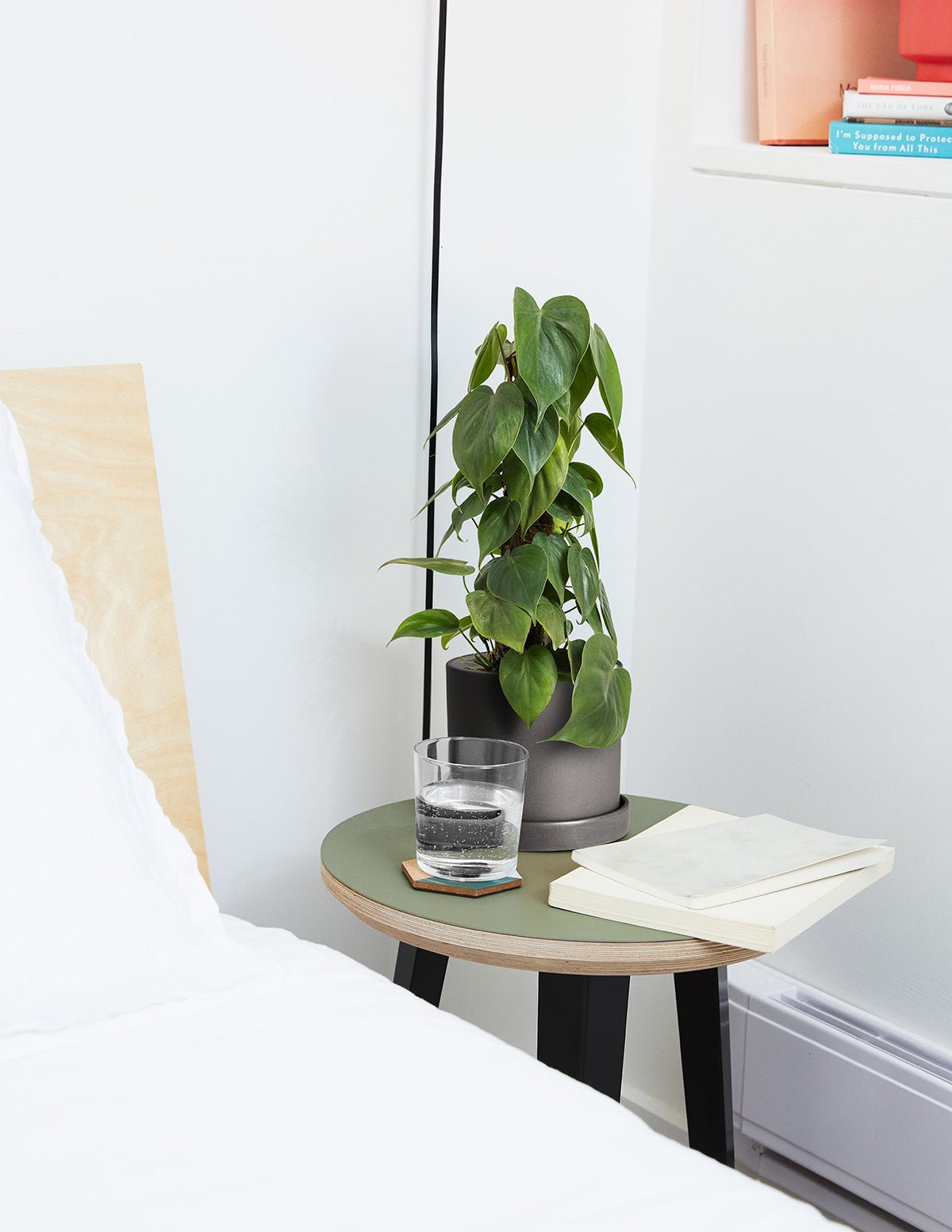 Heartleaf Philodendron Totem Hover