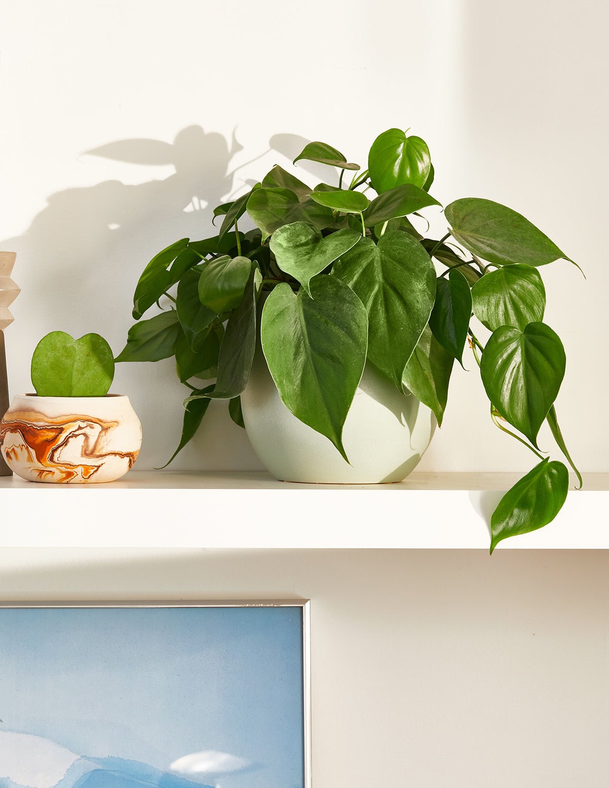 Heartleaf Philodendron Hover