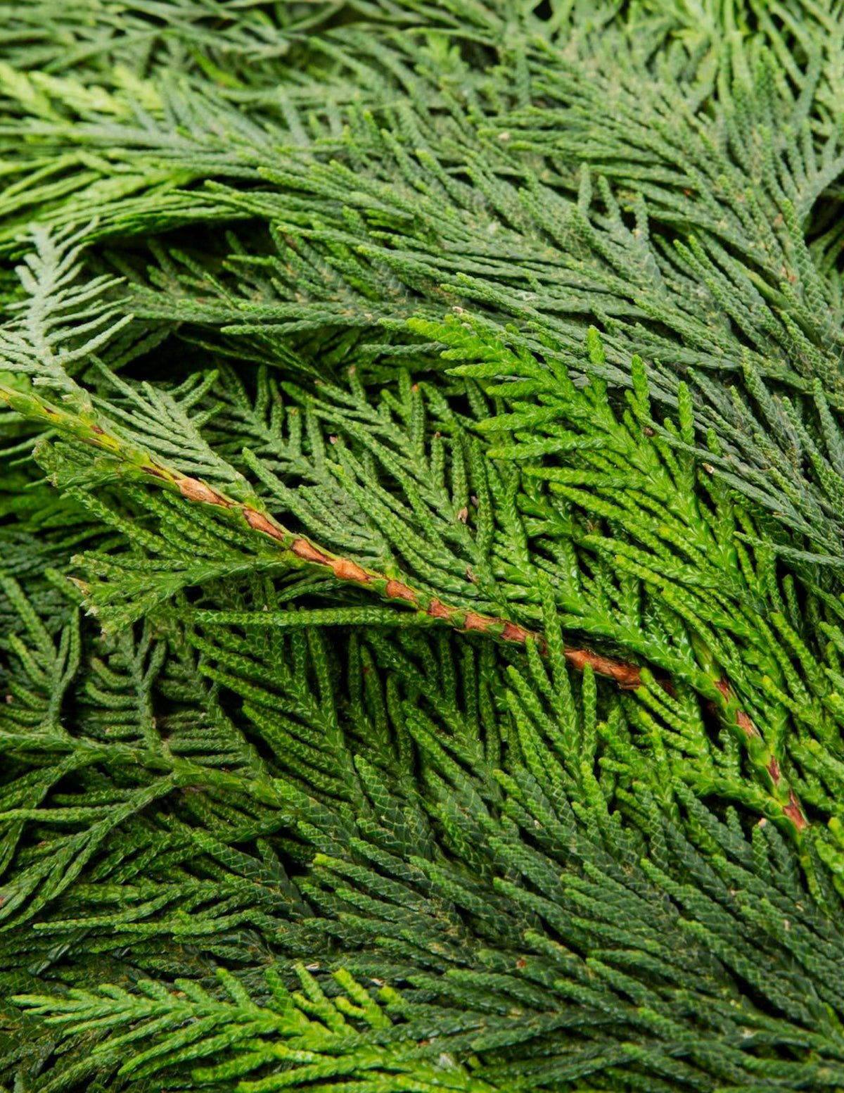 Holiday Bough Bundles Hover