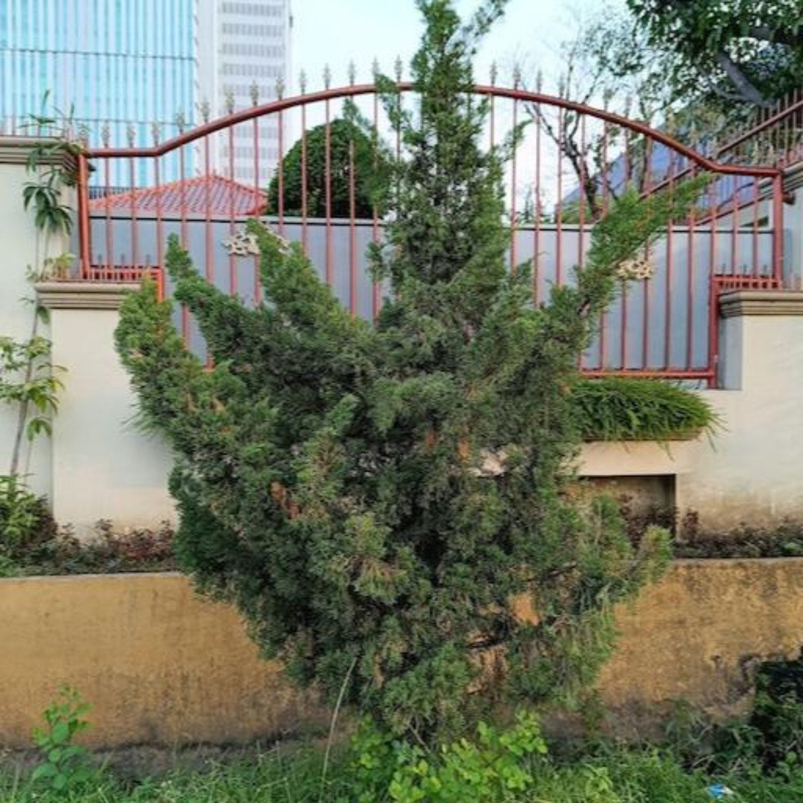 Hollywood Juniper Tree Hover