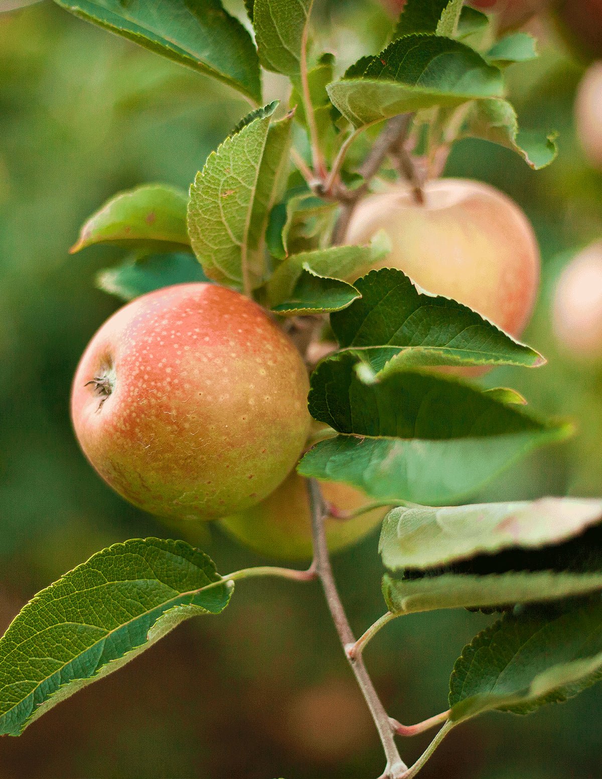 Honeycrisp™ Apple Tree