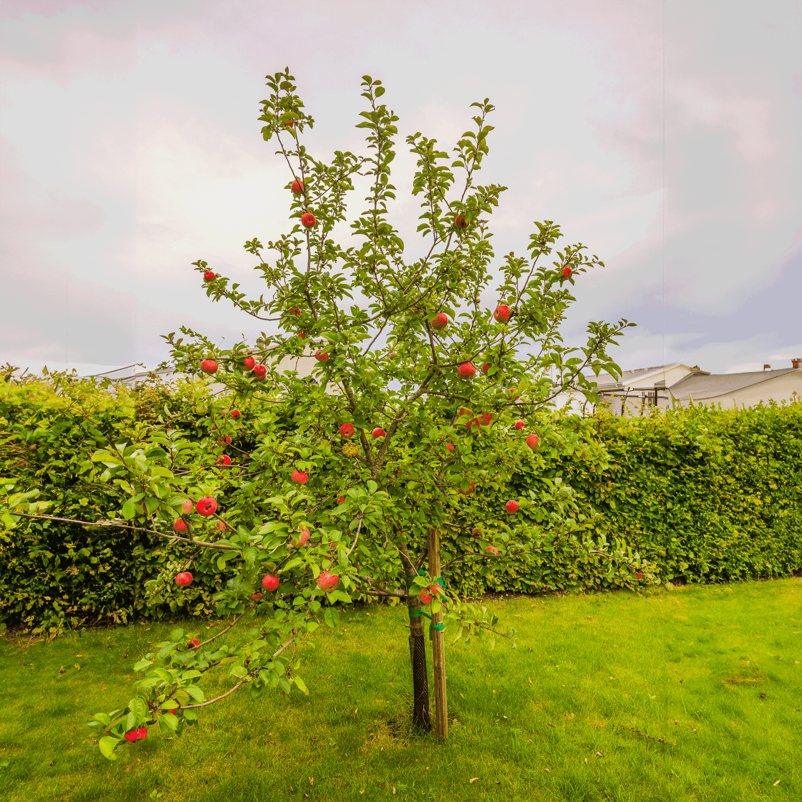 Honeycrisp™ Apple Tree Hover