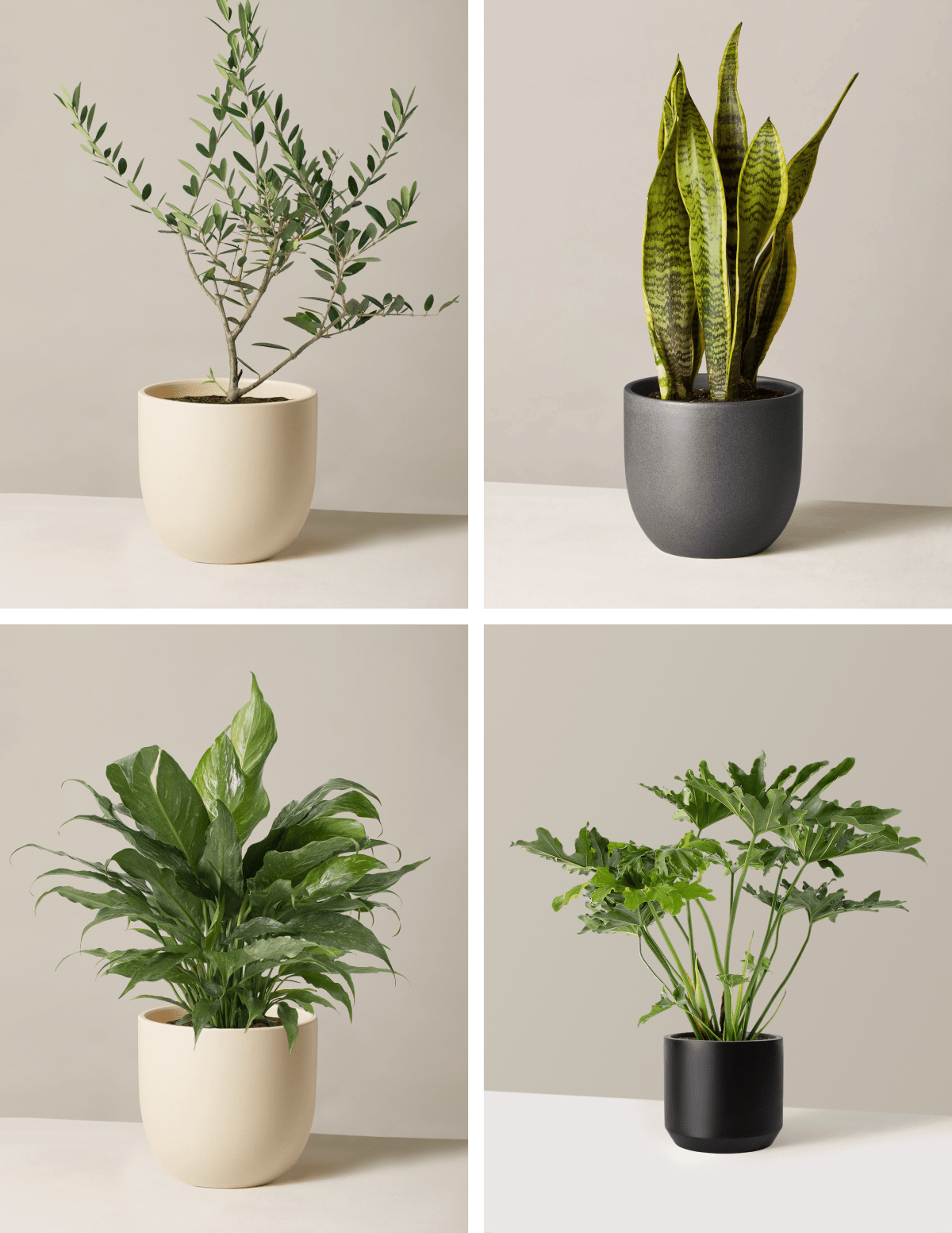 ‘Hope Garden’ Houseplant Bundle Hover