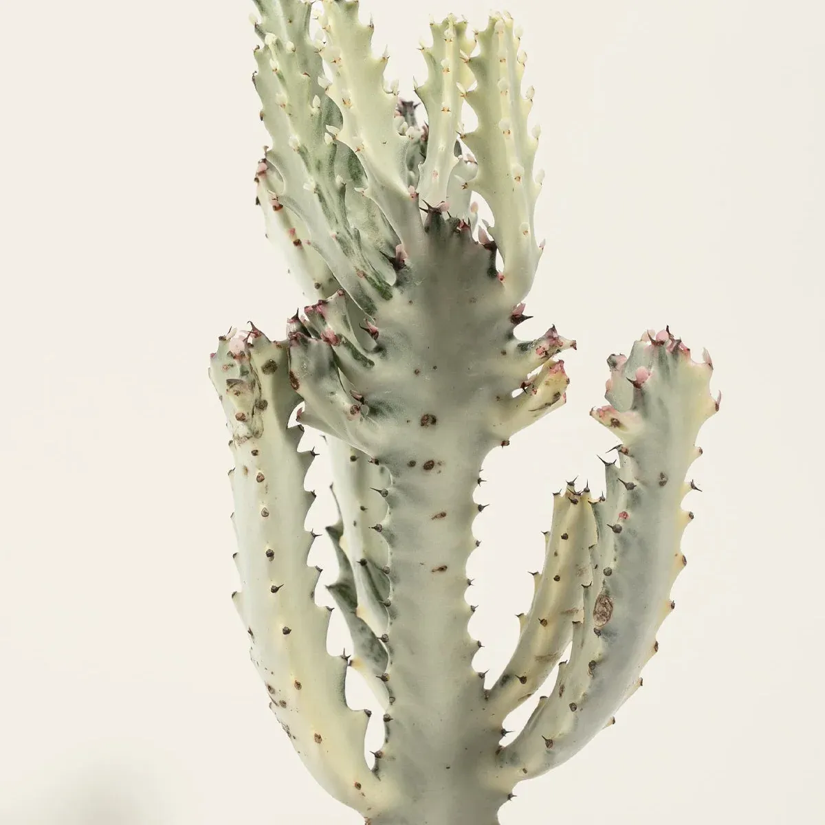 Ghost Cactus Hover