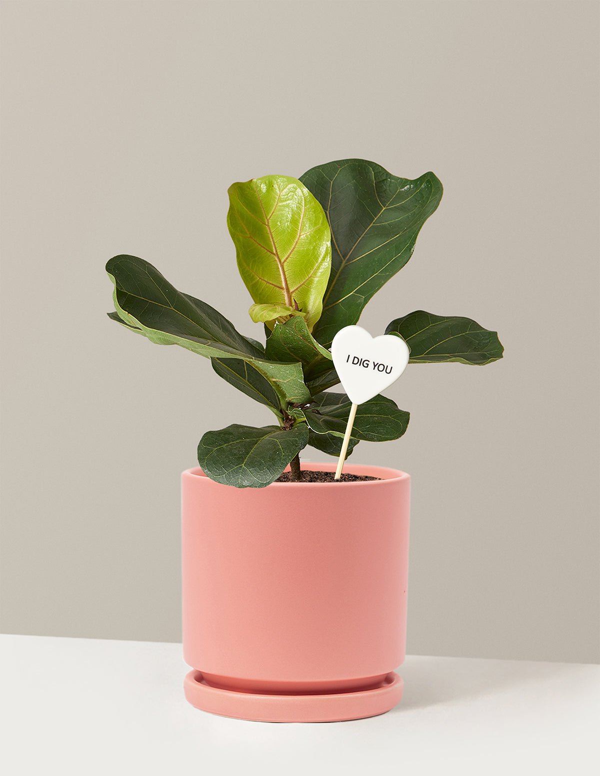 I Dig You Fiddle Leaf Fig Bush Hover