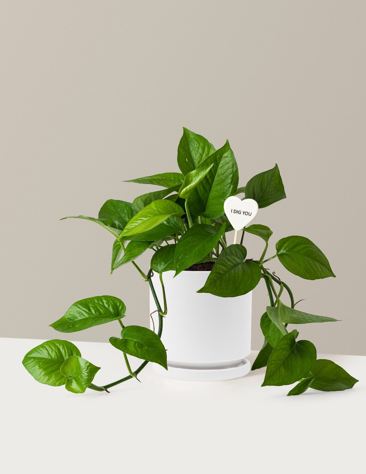 I Dig You Jade Pothos Hover