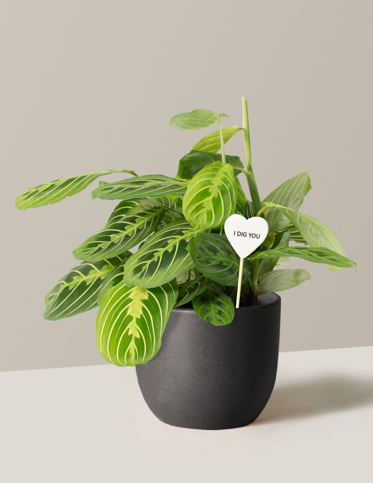 I Dig You Lemon Lime Prayer Plant Hover