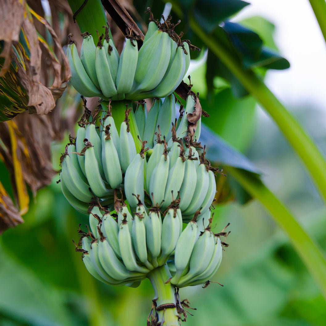 Ice Cream Banana Tree Hover