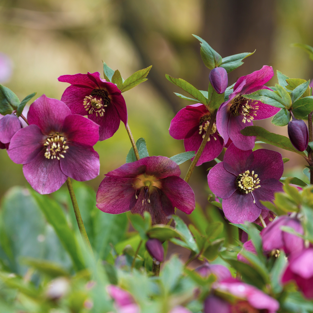 Ice N' Roses® Red Helleborus Hover