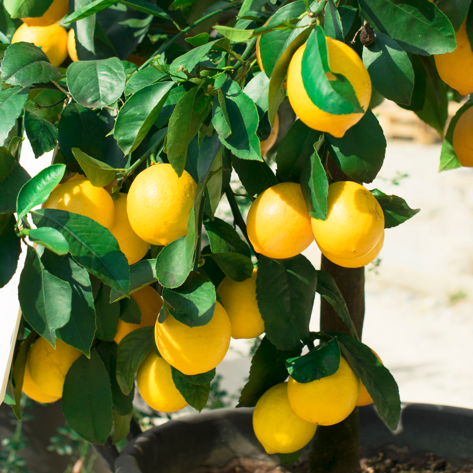 Meyer Lemon Hover