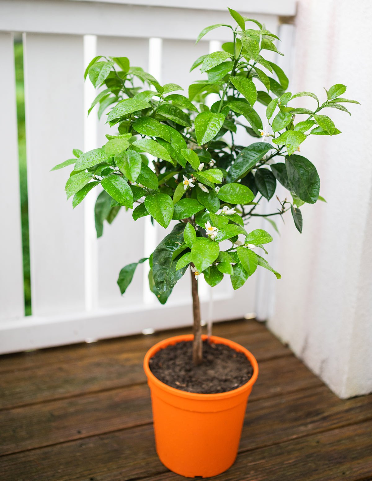Meyer Lemon Tree Hover