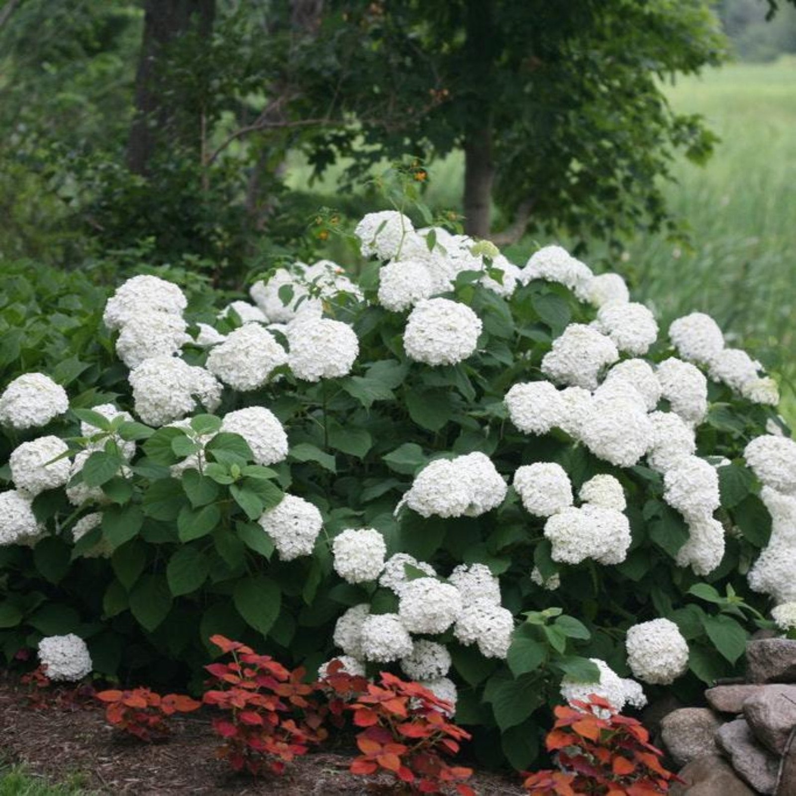 Incrediball® Hydrangea Hover