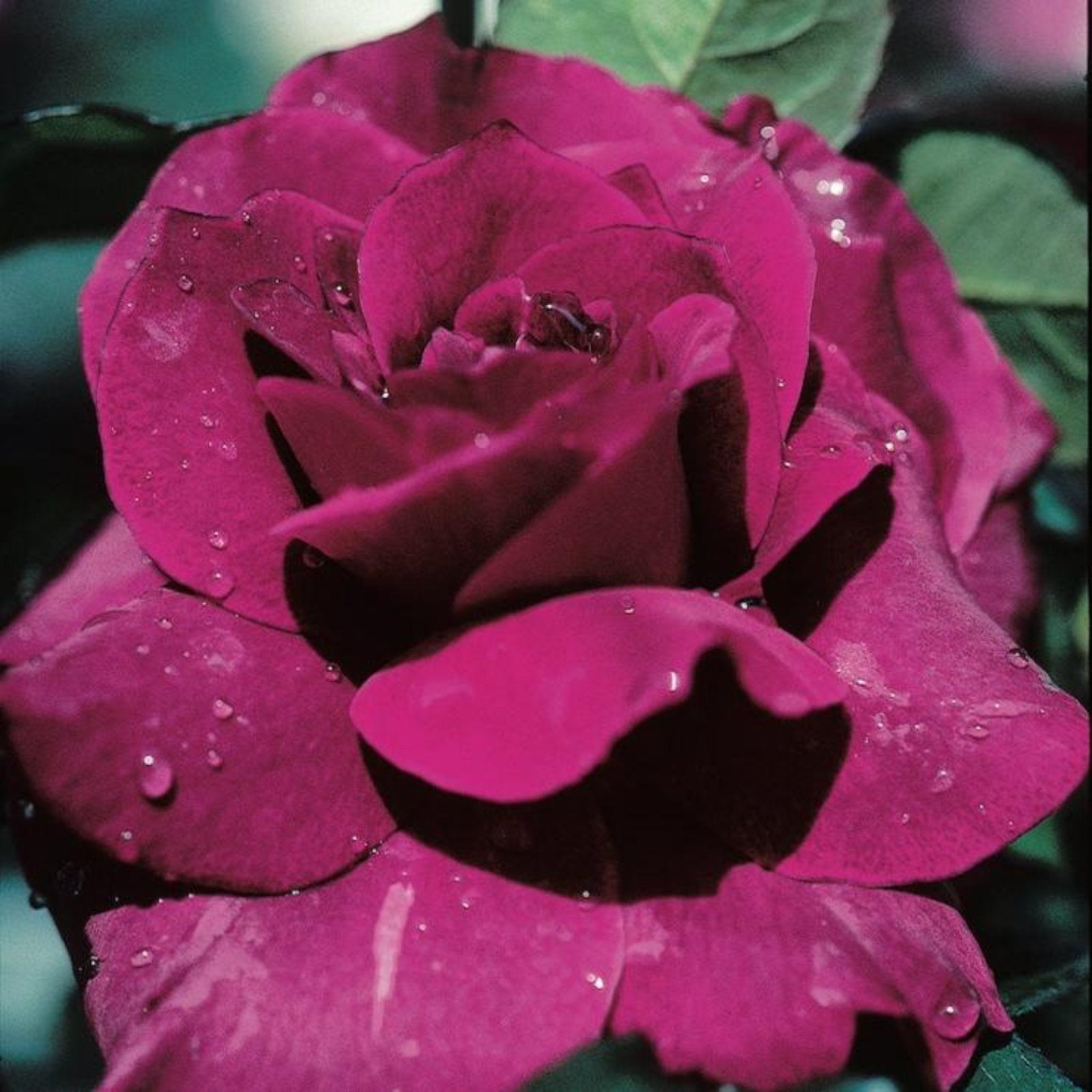 Intrigue Rose Tree Hover