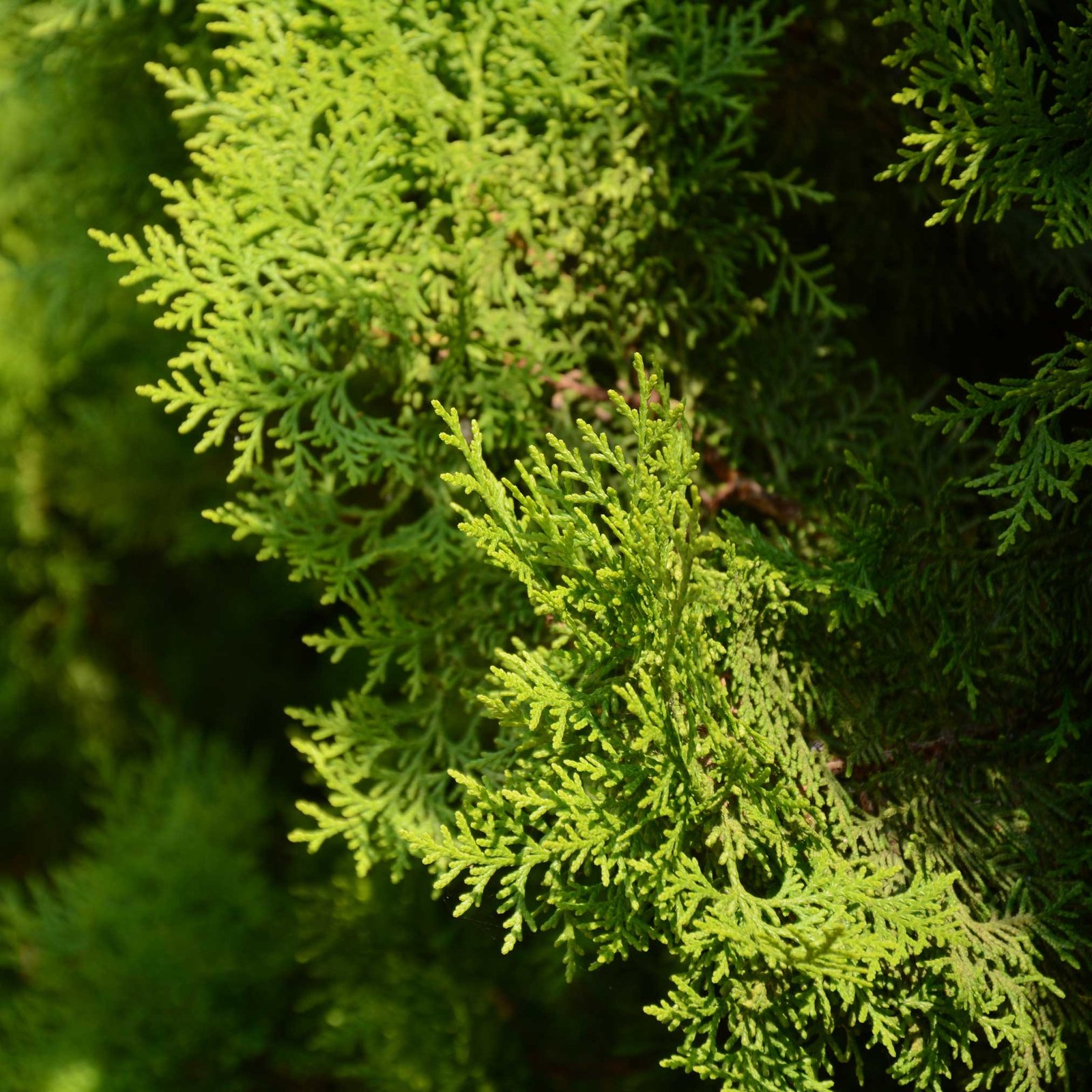 Italian Cypress Hover