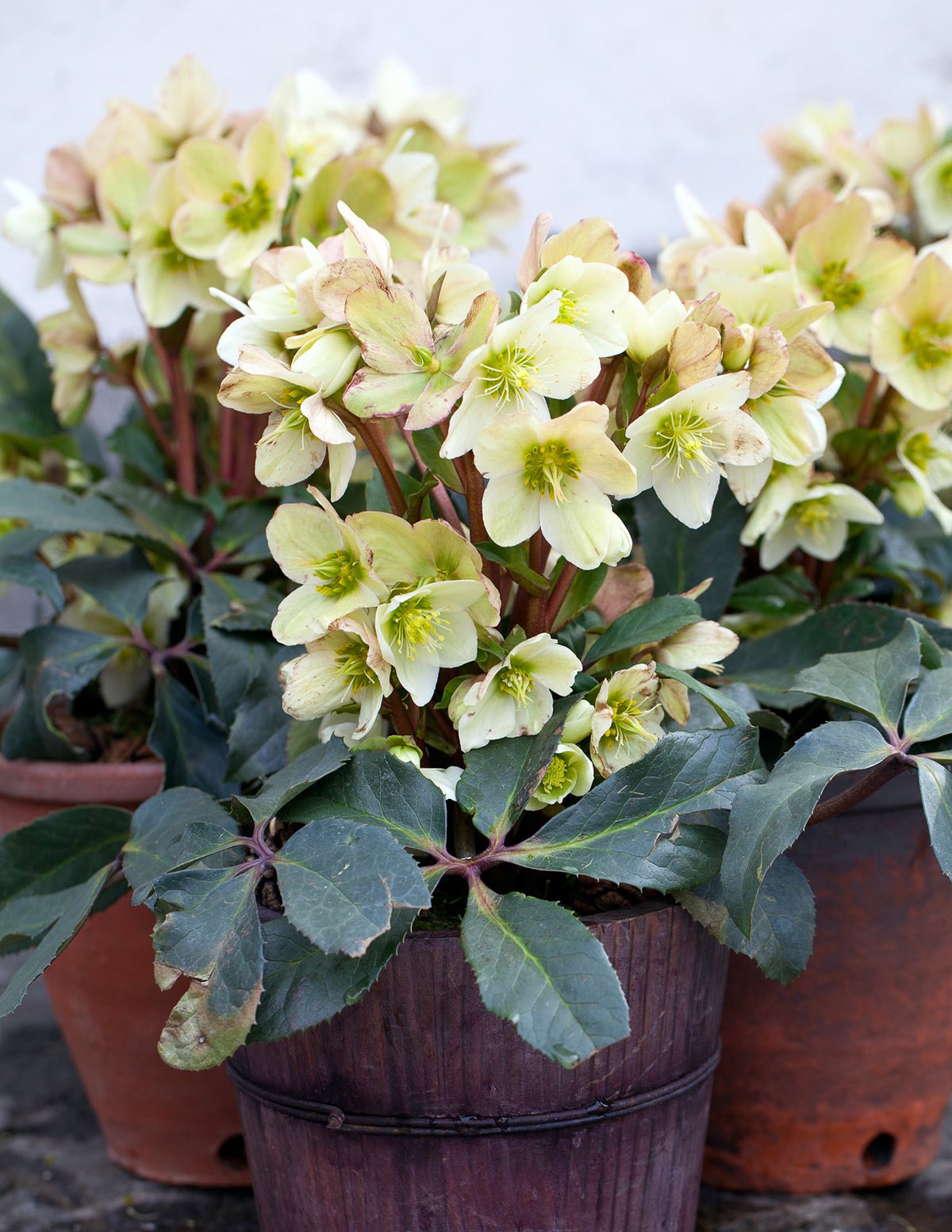 Ivory Prince Hellebore Hover