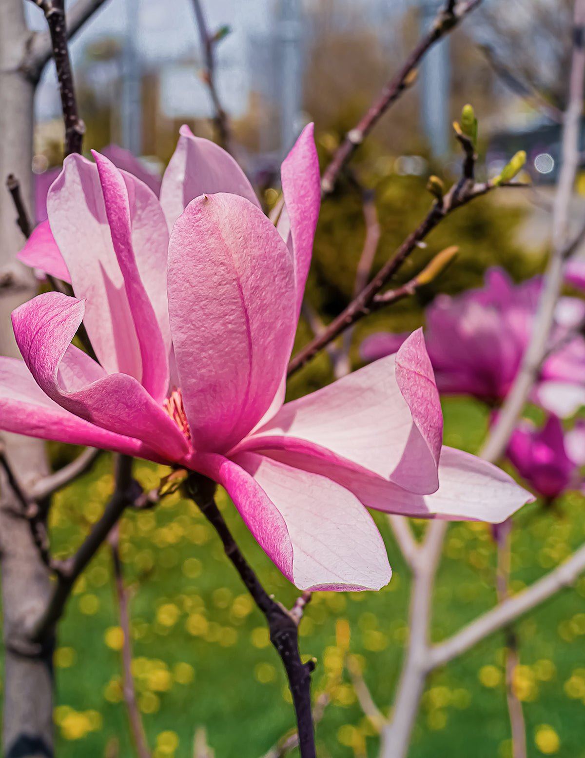 Jane Magnolia Hover