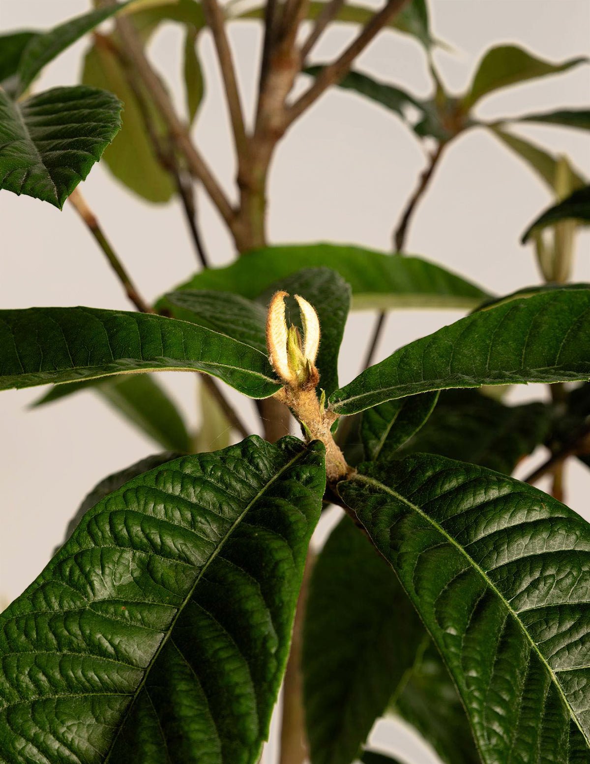 Japanese Loquat Hover