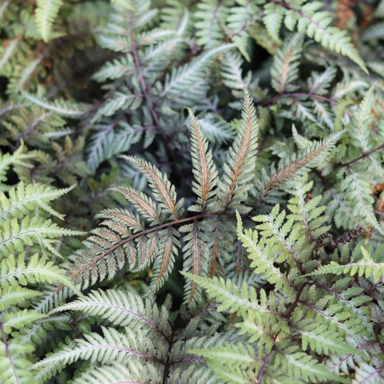Japanese Painted Fern Hover