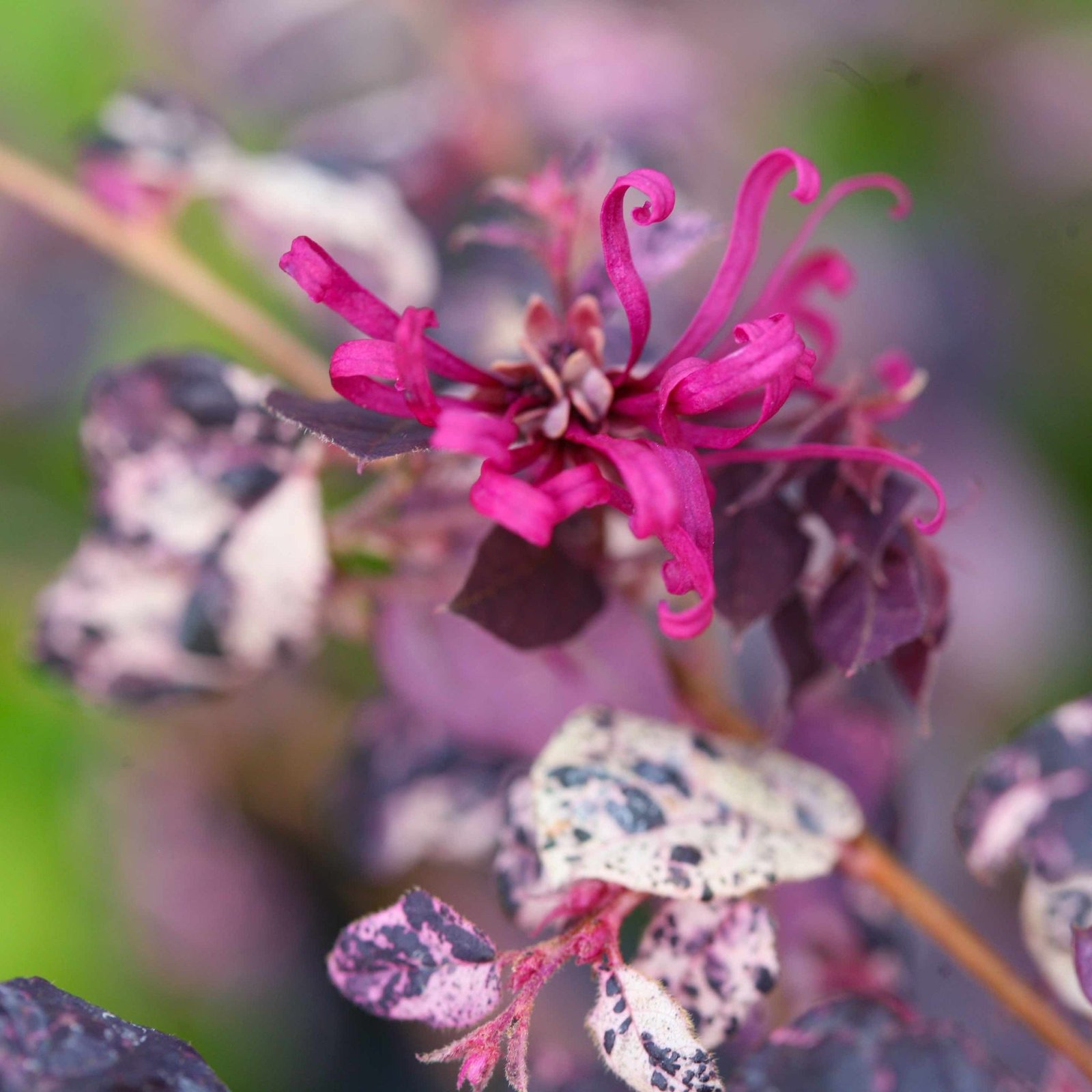 Jazz Hands Variegated® Loropetalum Hover
