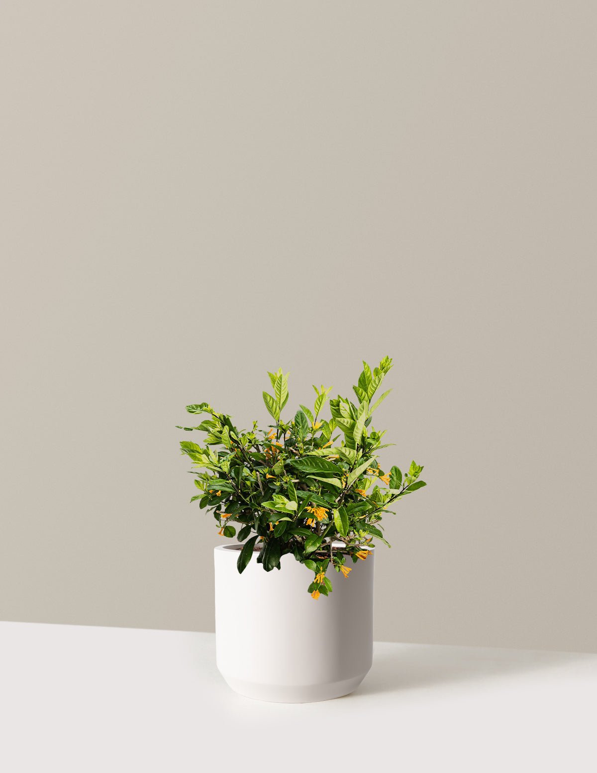 Gallery Image 6
