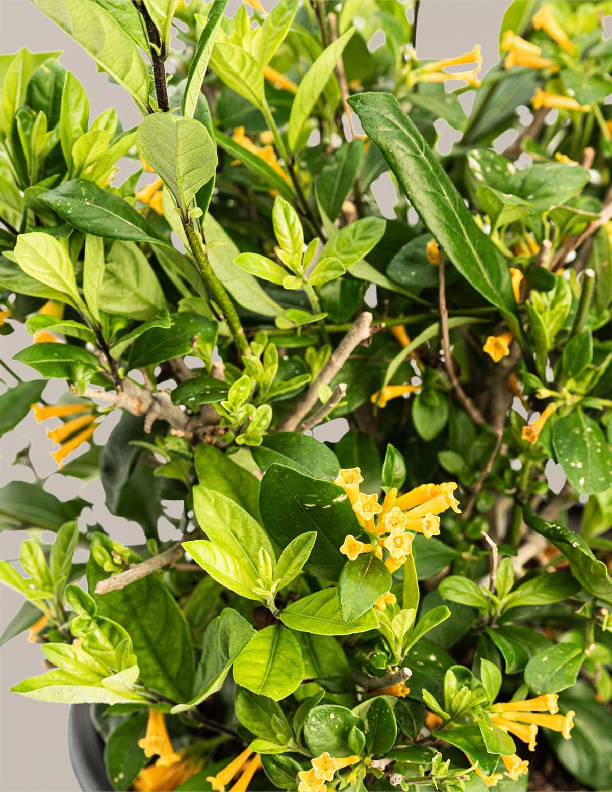 Juiced® Orange Jessamine Hover