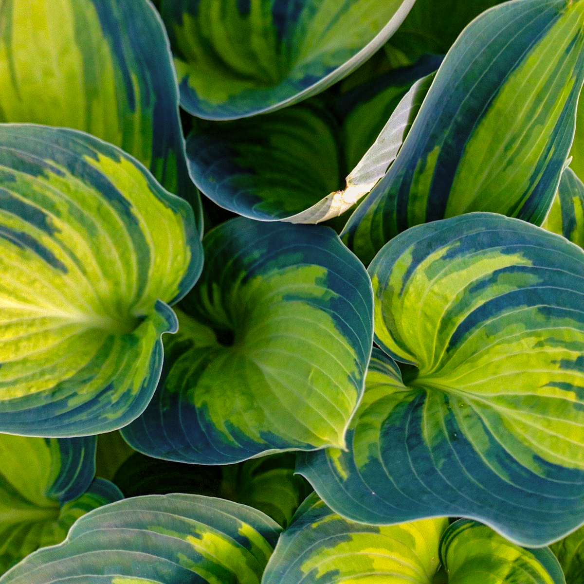 June Hosta Hover