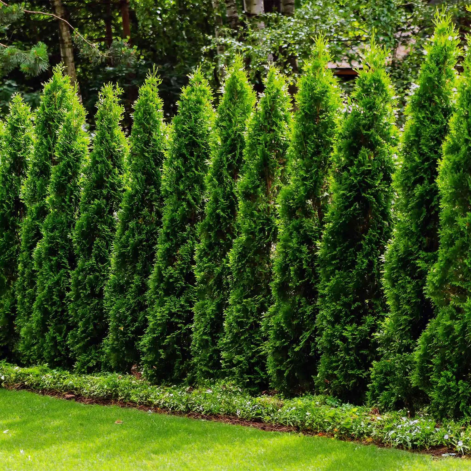 Junior Giant Thuja Tree Hover