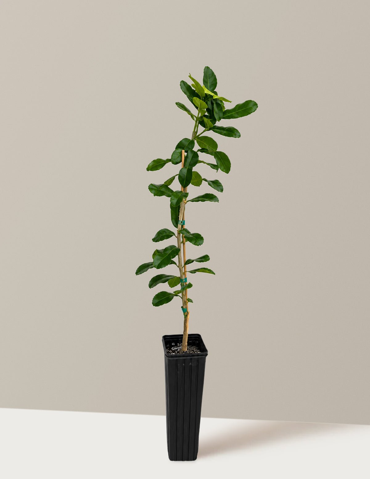 Kaffir Lime Tree Hover