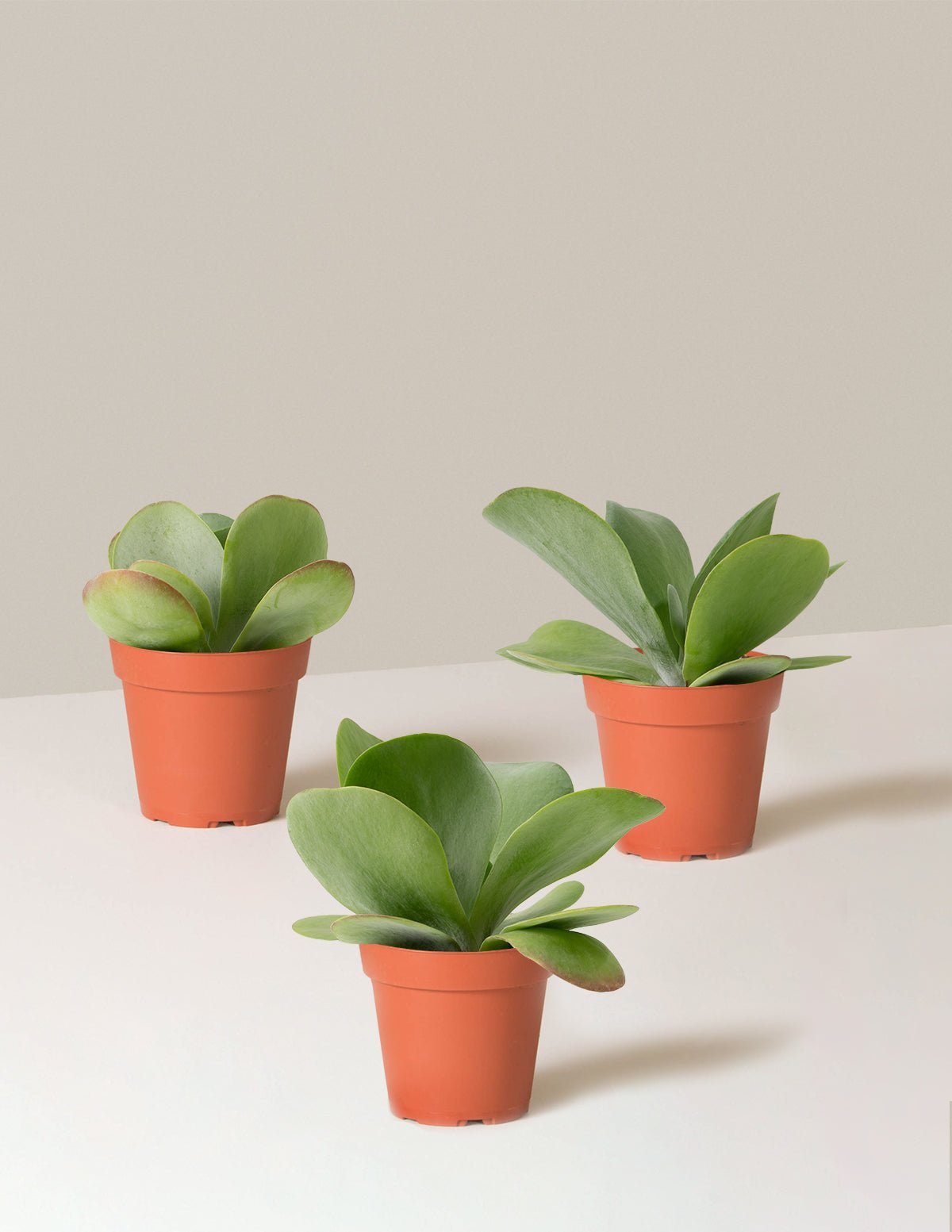 Kalanchoe Flapjack Hover