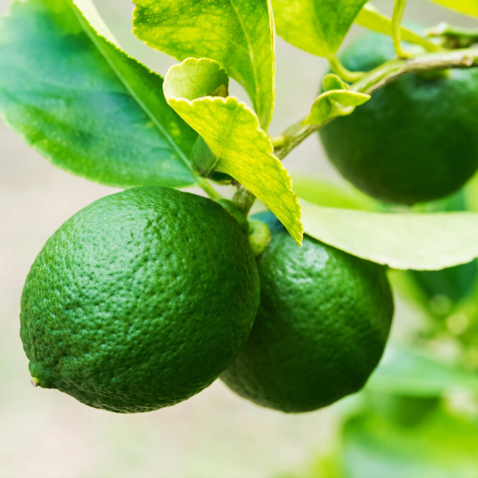 Key Lime Bush Hover