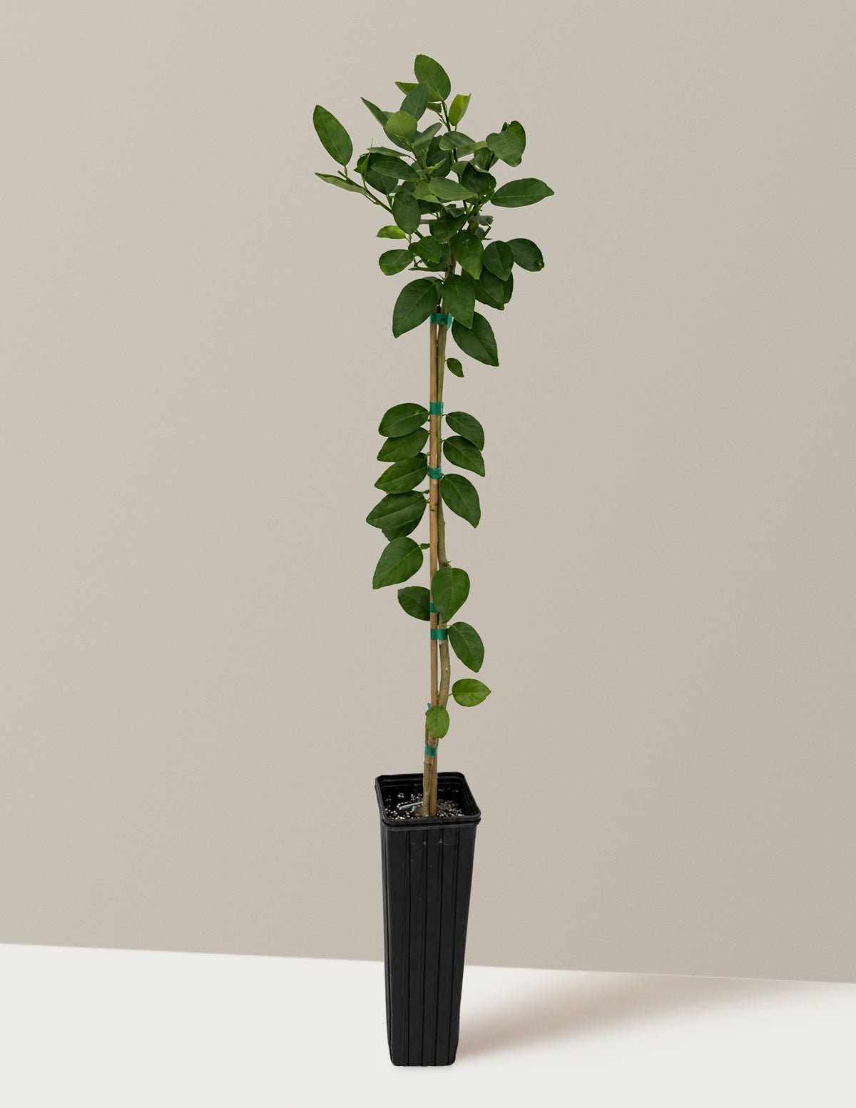 Key Lime Tree (FL) Hover