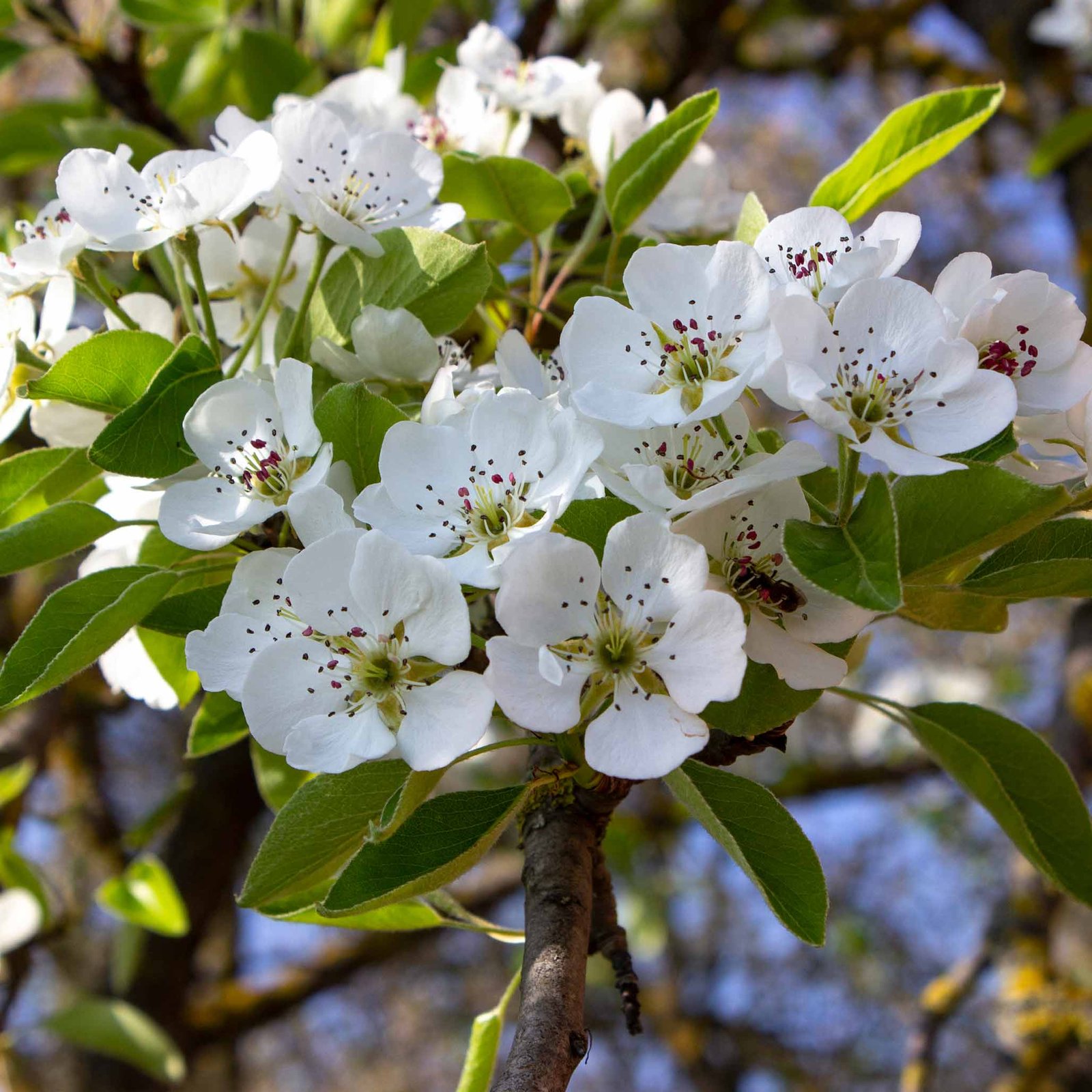 Kieffer Pear Tree Hover