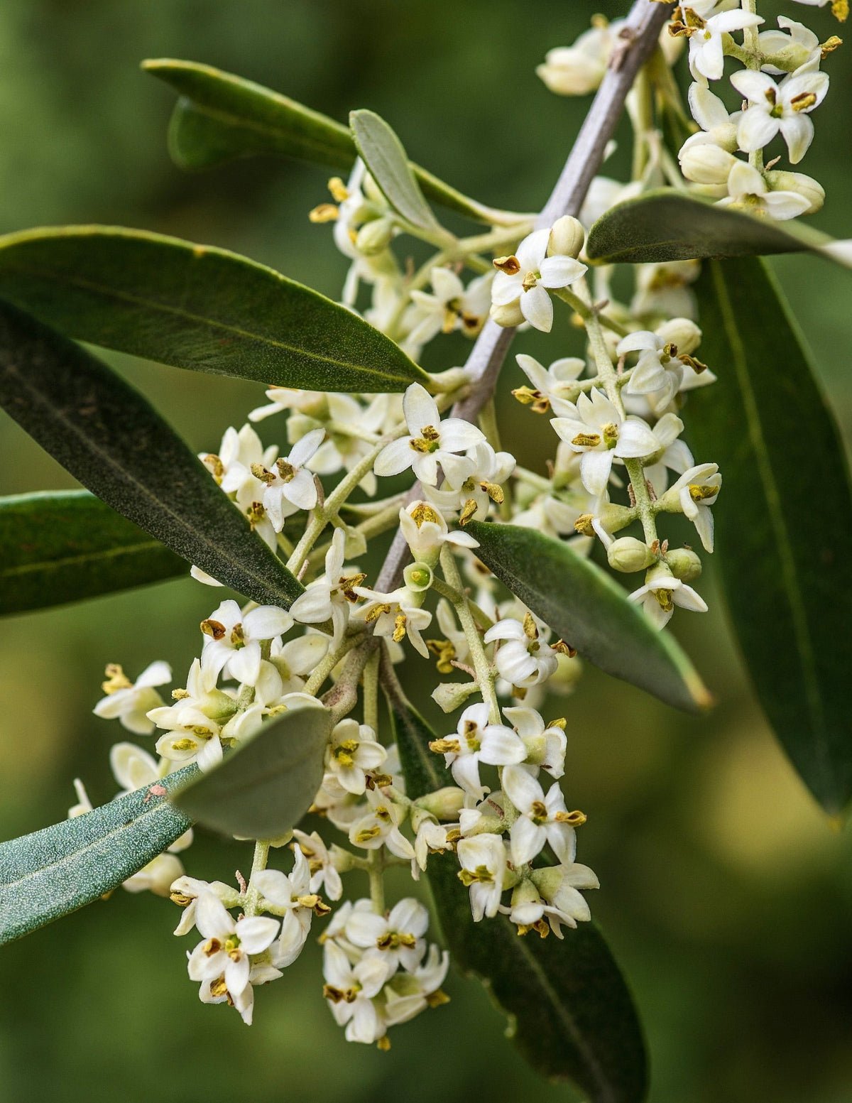 Koroneiki Olive Tree Hover
