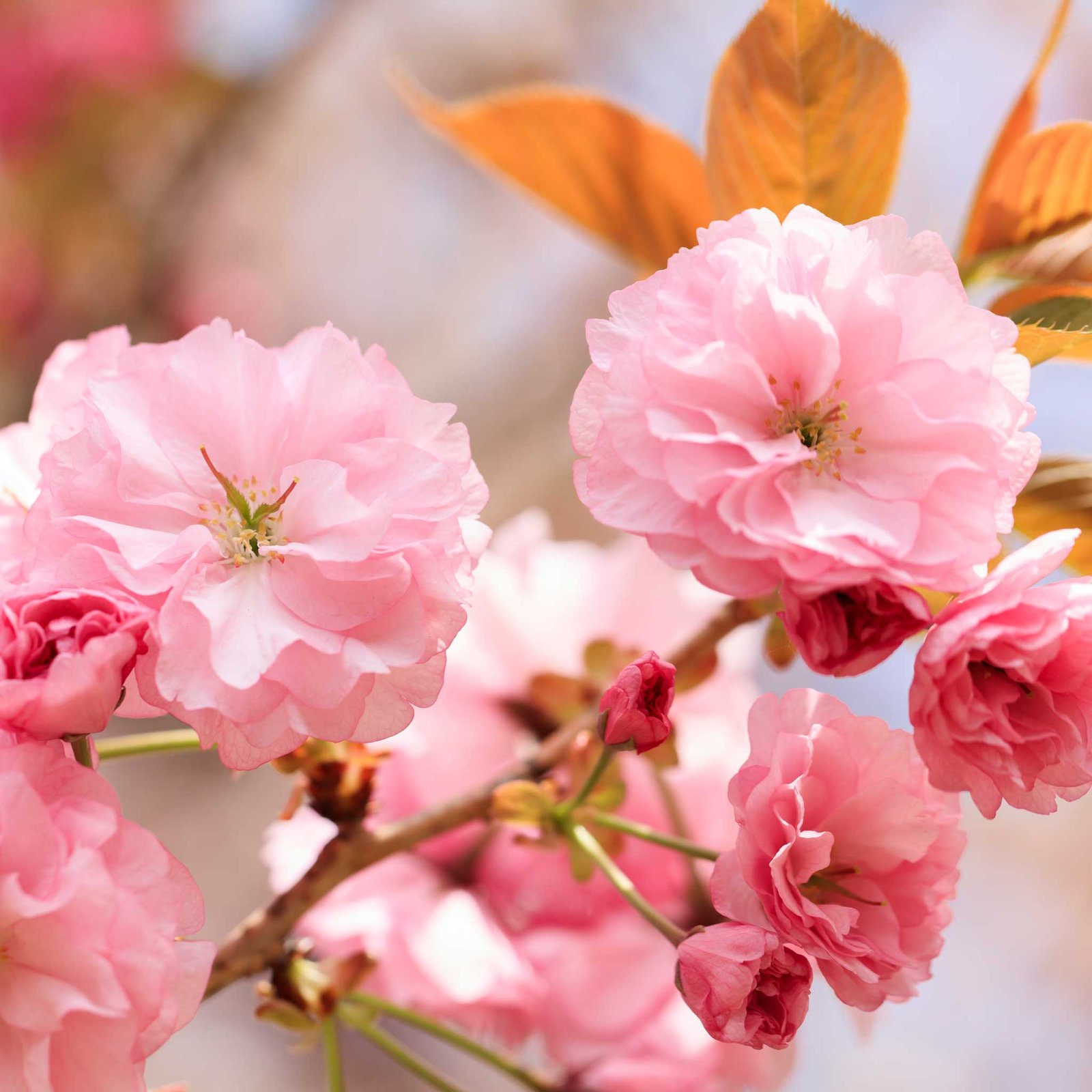 Kwanzan Flowering Cherry Tree Hover