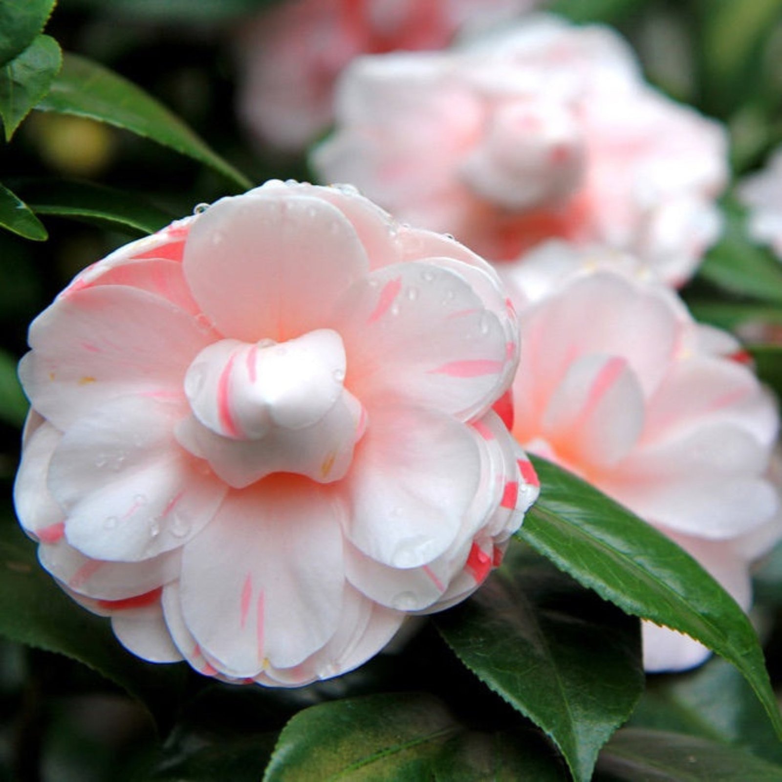 LA Peppermint Camellia Hover