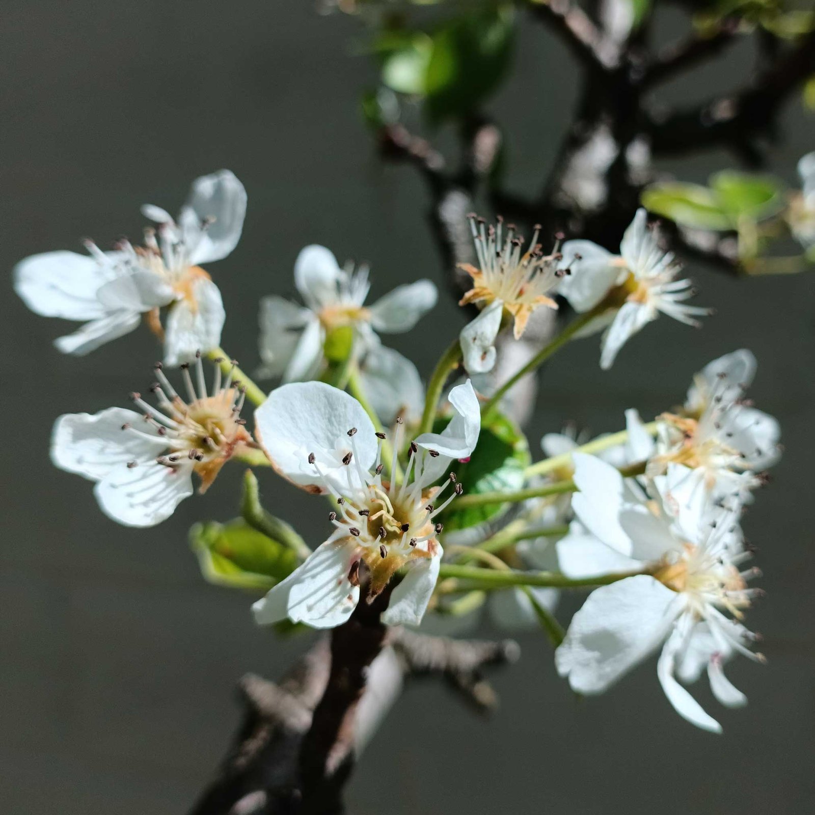 Lapins Cherry Tree Hover