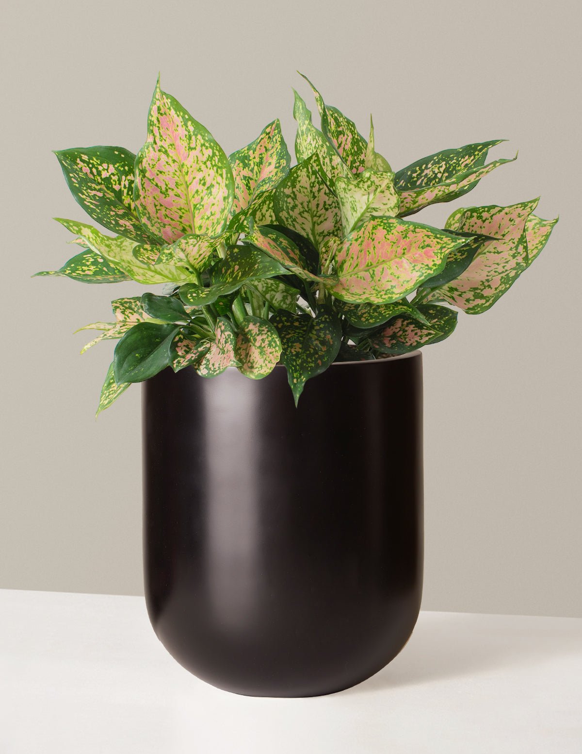 Large Aglaonema Lucky Red Hover