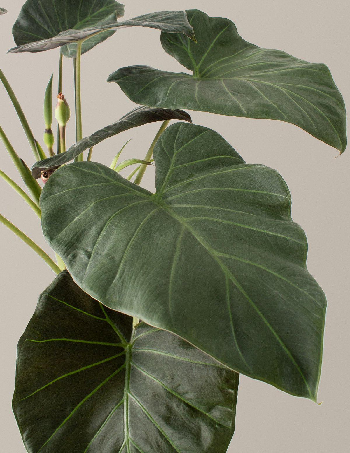 Large Alocasia Regal Shield Hover