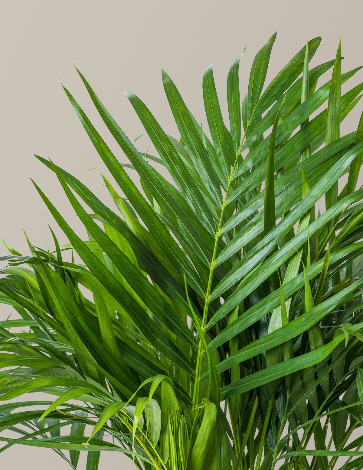 Areca Purifying Palm Hover