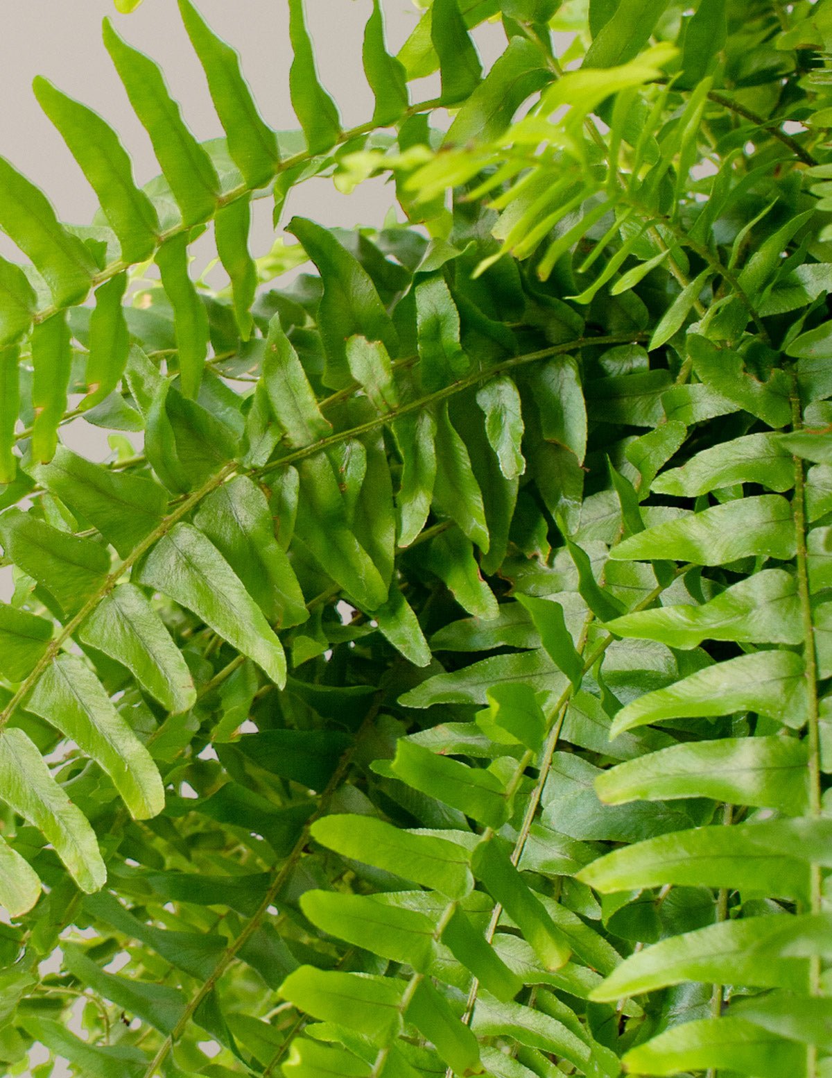Large Boston Fern Hanging Basket Hover