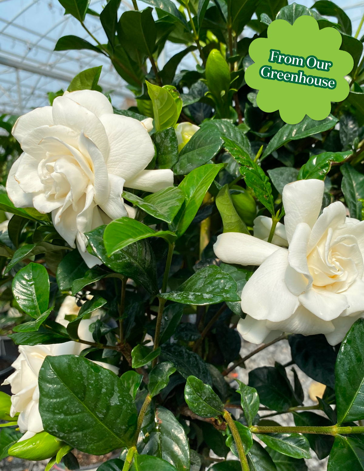 Large Braided Gardenia Hover