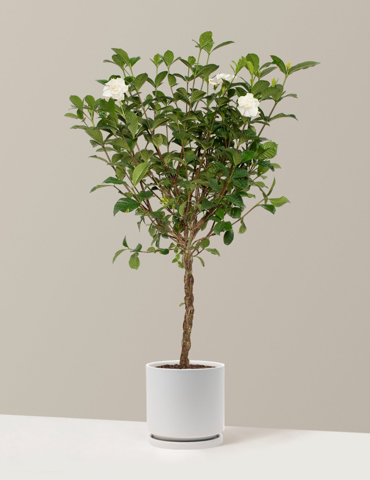 Gallery Image 10